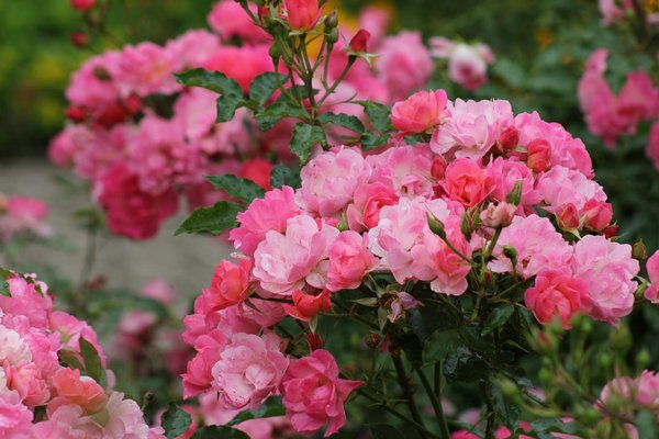 Comment la géothermie optimise le chauffage de votre maison toute l'année ?